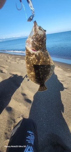 ヒラメの釣果