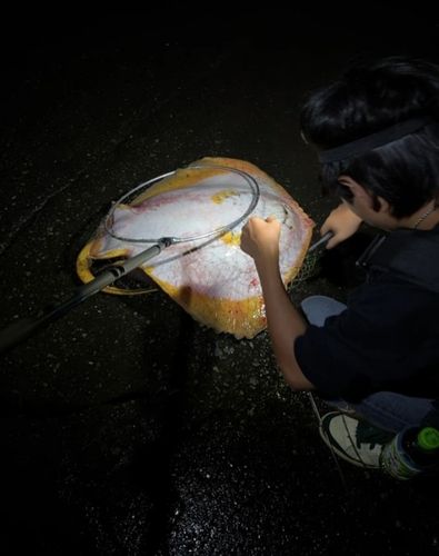 アカエイの釣果
