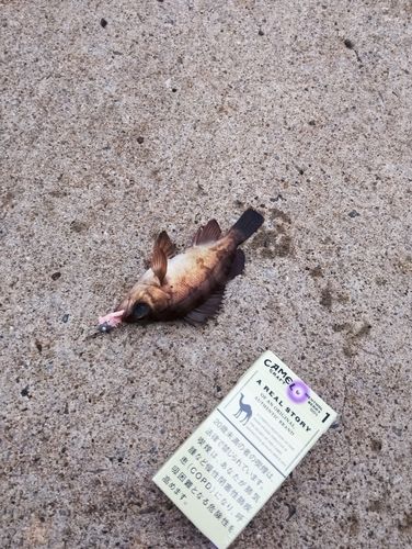 メバルの釣果