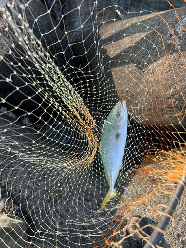 釣果
