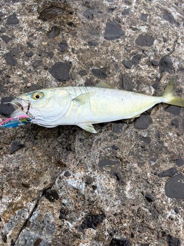 ワカシの釣果