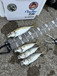 アジの釣果
