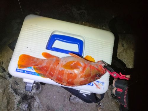 アカハタの釣果