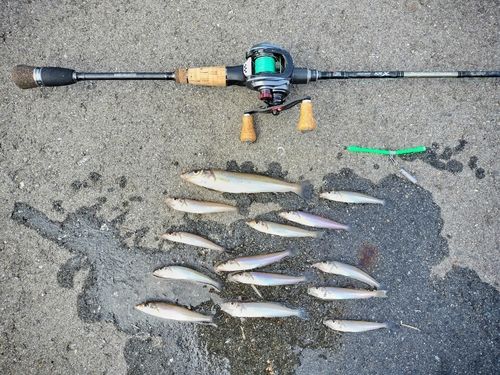 シロギスの釣果
