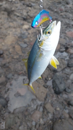 コゾクラの釣果