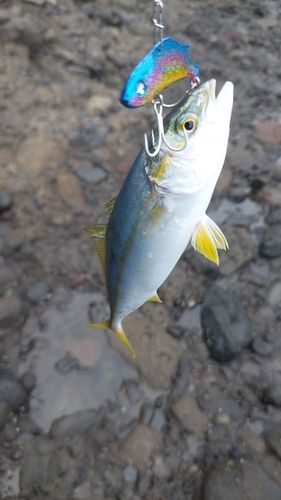 コゾクラの釣果