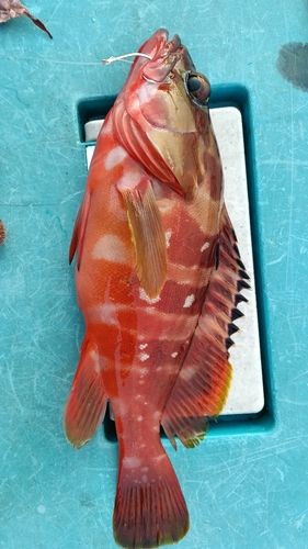 アカハタの釣果