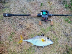 ギマの釣果
