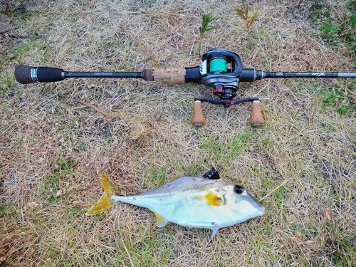 ギマの釣果