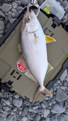 カンパチの釣果