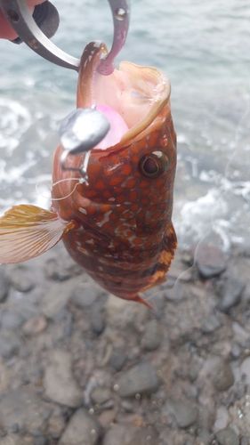 キジハタの釣果