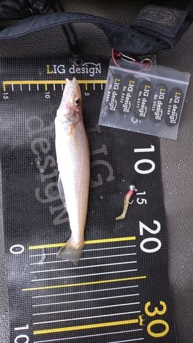 キスの釣果