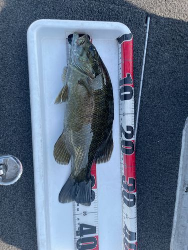 スモールマウスバスの釣果