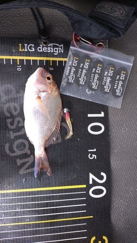 チャリコの釣果