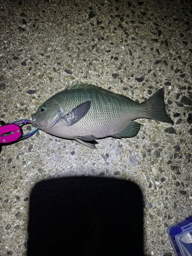 メジナの釣果