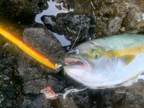 ヒラマサの釣果