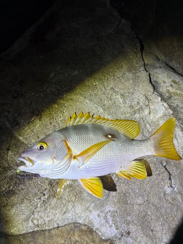 シブダイの釣果