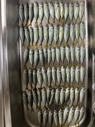 アジの釣果