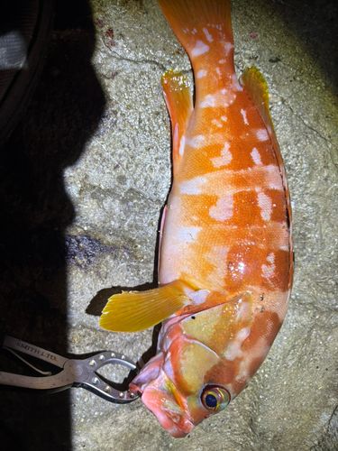 アカハタの釣果