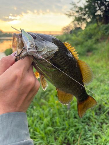 スモールマウスバスの釣果