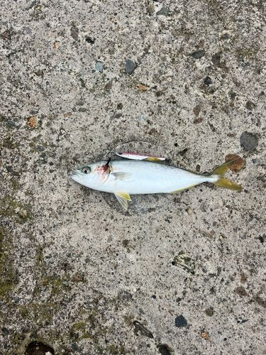 ワカシの釣果
