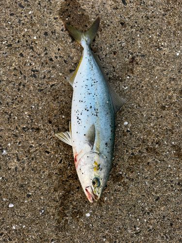 ヤズの釣果