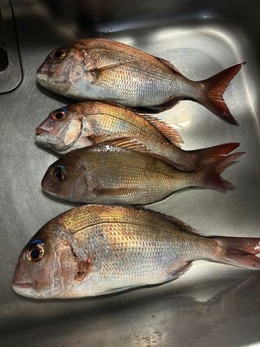 タイの釣果