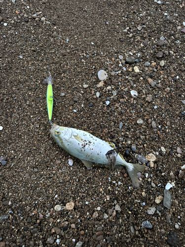ショゴの釣果