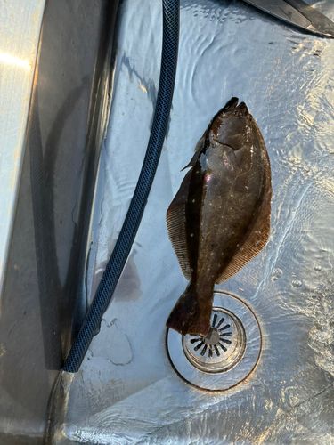 ヒラメの釣果