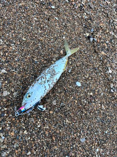 ツバスの釣果