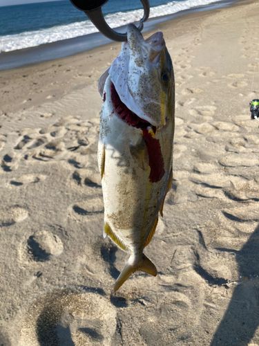 ショゴの釣果