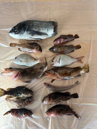 アコウの釣果
