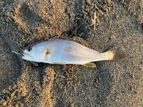 ニベの釣果