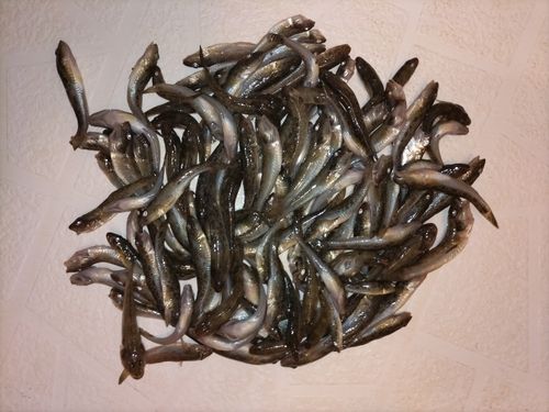 釣果