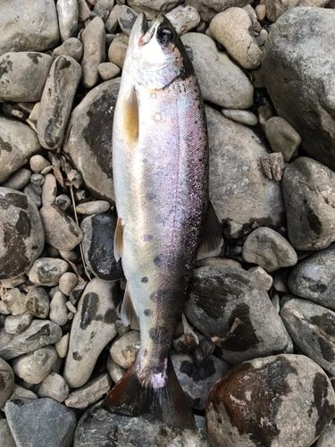ヤマメの釣果