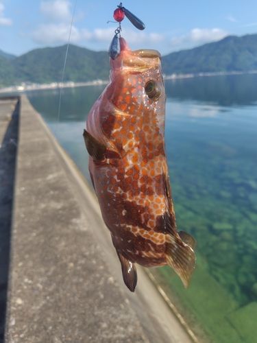 アコウの釣果