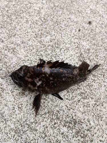 ソイの釣果