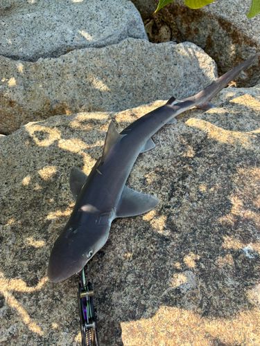 サメの釣果