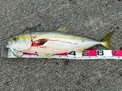 ヤズの釣果