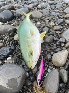 ワカシの釣果