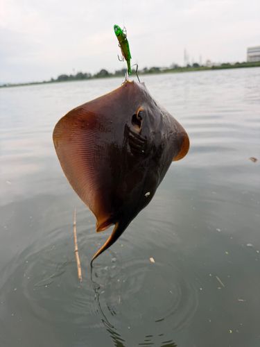 アカエイの釣果