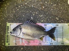 キビレの釣果