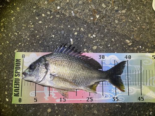 キビレの釣果