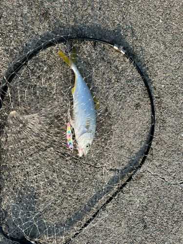 ツバスの釣果