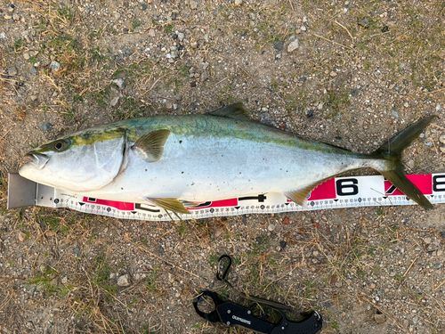 ヤズの釣果