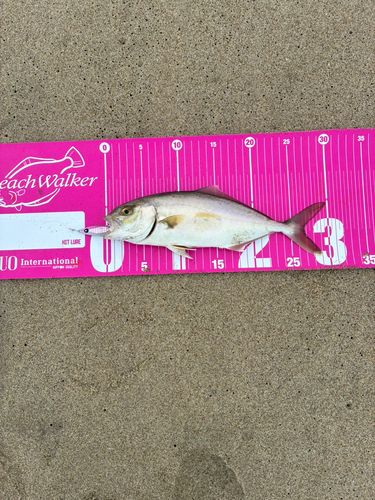 ショゴの釣果