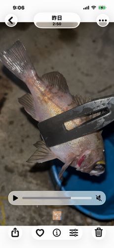 メバルの釣果