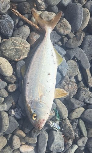 ショゴの釣果