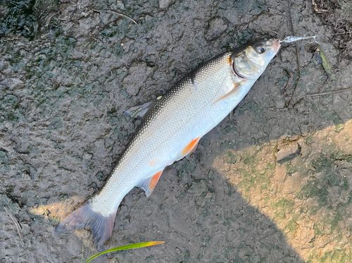ウグイの釣果