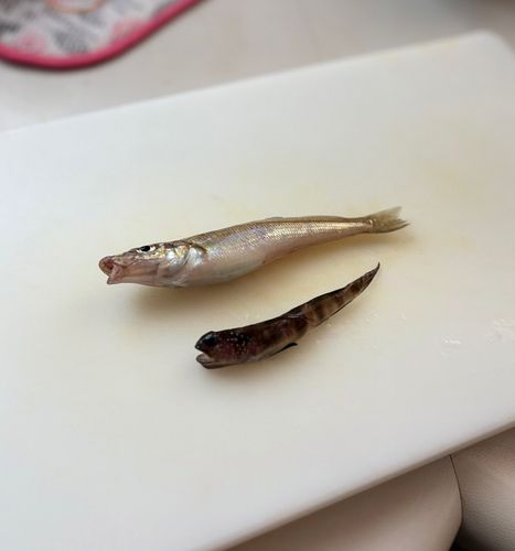 キスの釣果